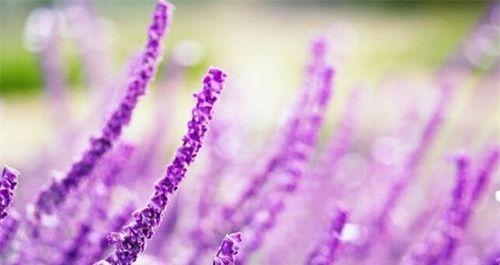 什么花的花语代表等待爱情？如何用花卉表达期待爱情的心情？
