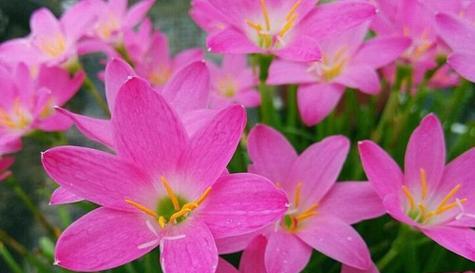 什么花的花语代表等待？你知道是哪种花吗？