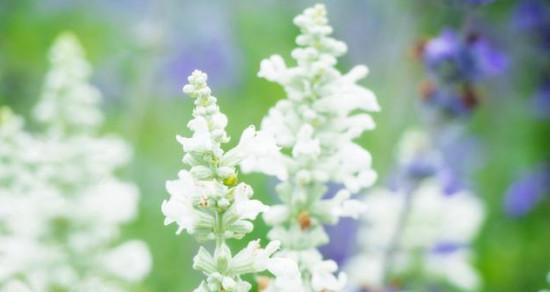 什么花的花语代表等待？你知道是哪种花吗？