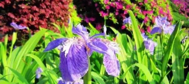 什么花的花语代表等待？你知道是哪种花吗？