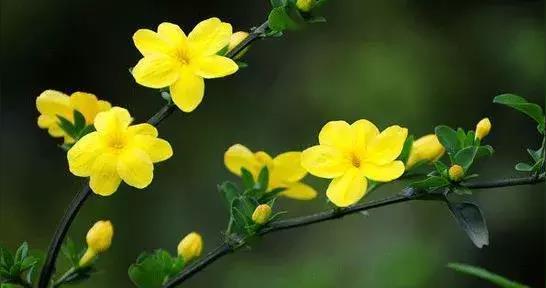什么花代表等待？花语中“等我”含义的花卉有哪些？
