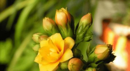 什么花代表独立精神？花语中独立的花朵有哪些？