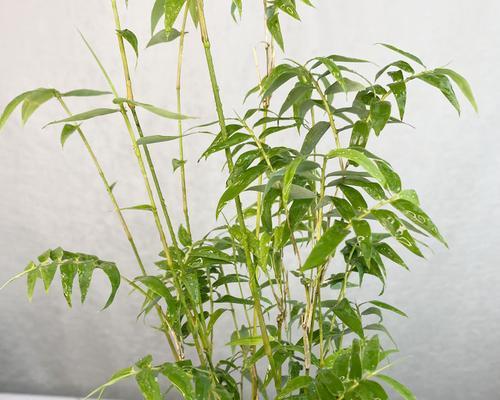 凤尾竹换土的最佳时间是什么时候？换土方法有哪些？