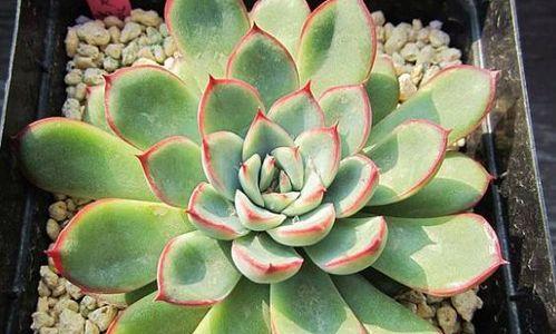 什么花代表多情？揭秘花语背后的浪漫含义？