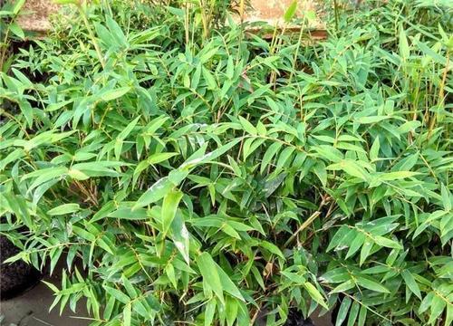 凤尾竹黄叶了怎么办？如何正确处理凤尾竹黄叶问题？