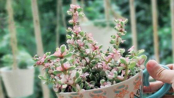 什么花代表堕落的花语？花语中堕落的含义是什么？
