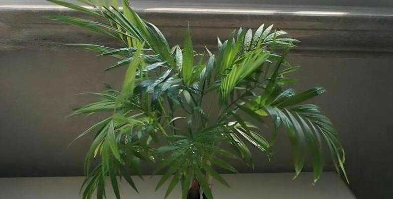 凤尾竹黄叶了怎么办？如何正确处理凤尾竹黄叶问题？