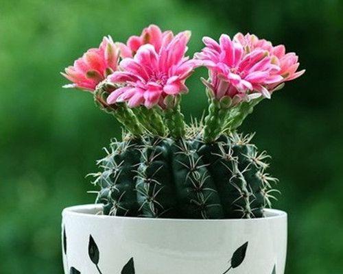 什么花代表堕落的花语？花语中堕落的含义是什么？