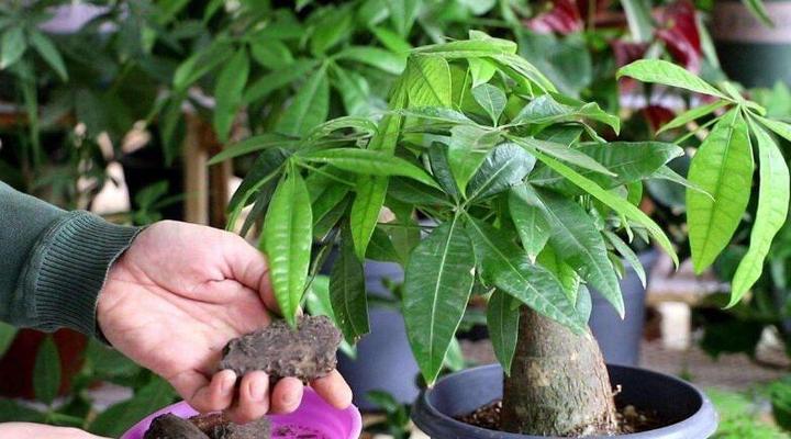 什么花代表发财？揭秘具有发财寓意的花卉种类