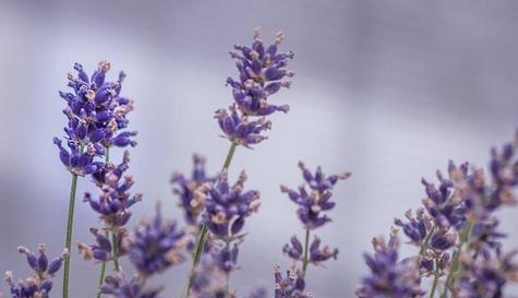 什么花的花语代表放弃爱你？如何用花表达这种情感？