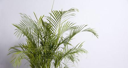 凤尾竹适合放在客厅吗？养凤尾竹有哪些好处？