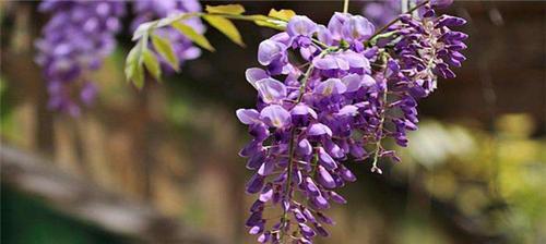 什么花代表分别？了解花语背后的含义是什么？