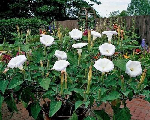什么花的花语代表分离？了解分离之花的含义和象征意义是什么？