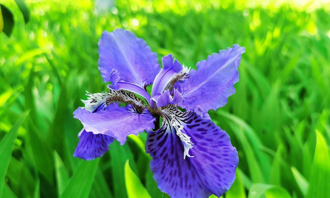什么花的花语代表分离？了解分离之花的含义和象征意义是什么？