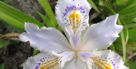 什么花的花语代表分离？了解分离之花的含义和象征意义是什么？