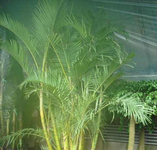 凤尾竹净化空气效果如何？它真的能吸甲醛吗？