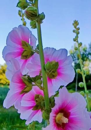 什么花代表奋斗精神？花语中奋斗的花有哪些？