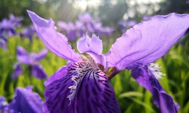 什么花的花语代表讽刺？揭秘花语背后的含义？