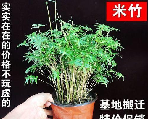 凤尾竹是否怕晒？如何正确养护避免阳光伤害？