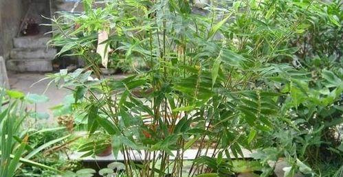 凤尾竹分株的最佳时机是什么时候？分株后如何护理？