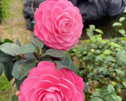 什么花代表父亲的花语？了解父亲节花卉含义！