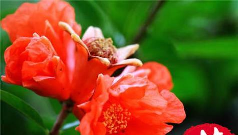 什么花代表富贵的花语？富贵花有哪些种类？