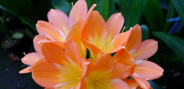 什么花代表富贵的花语？富贵花有哪些种类？