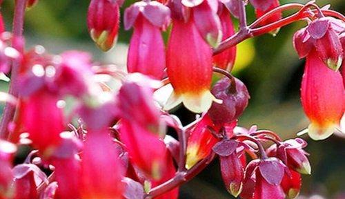 什么花代表感恩？花语中感恩的花有哪些？