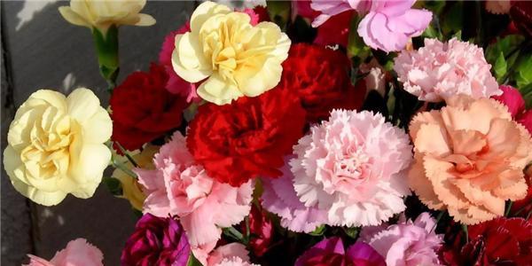 什么花代表感恩？花语中感恩的花有哪些？