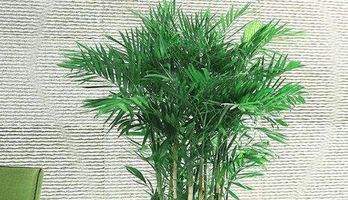 凤尾竹喜水吗？属于喜水植物吗？