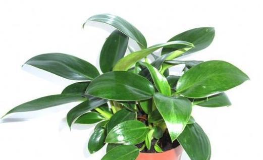 凤尾竹喜水吗？属于喜水植物吗？