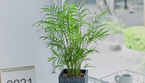 凤尾竹喜水吗？属于喜水植物吗？