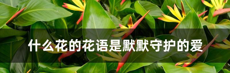 什么花代表感恩感谢？花语中表达感谢的花卉有哪些？
