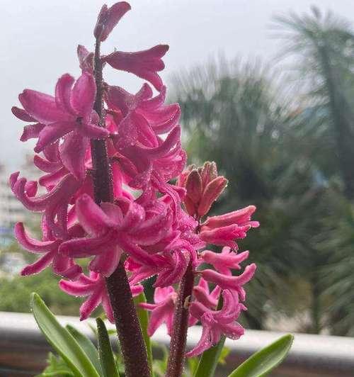 什么花代表感谢遇见你？花语中表达感谢的花卉有哪些？