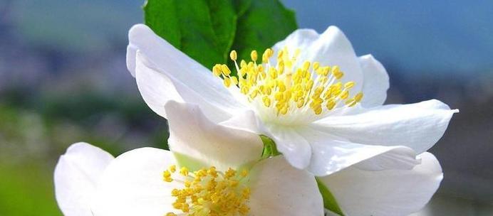什么花的花语代表高贵？高贵花语的花卉有哪些？