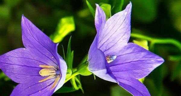 什么花的花语代表高贵和神秘？