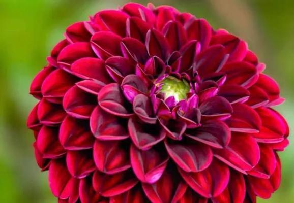 什么花的花语代表高贵和神秘？