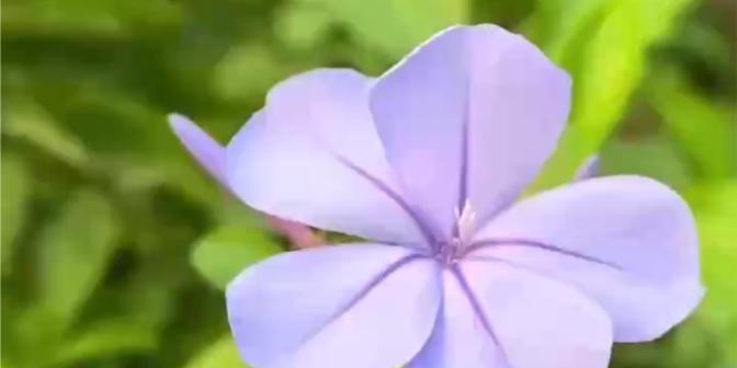 什么花的花语代表着高冷？如何通过花语表达高冷气质？