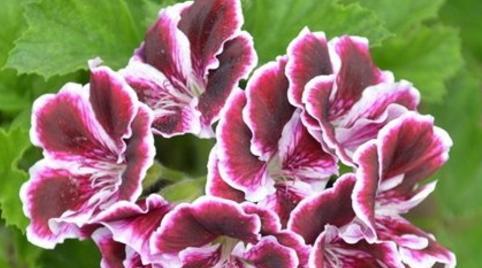 什么花的花语代表告别？告别花语的含义是什么？
