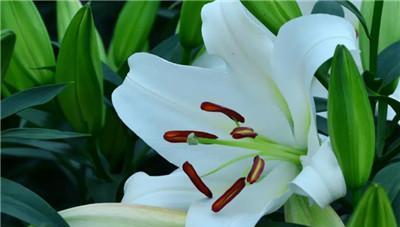 什么花的花语代表孤傲？揭秘孤傲之花的含义是什么？