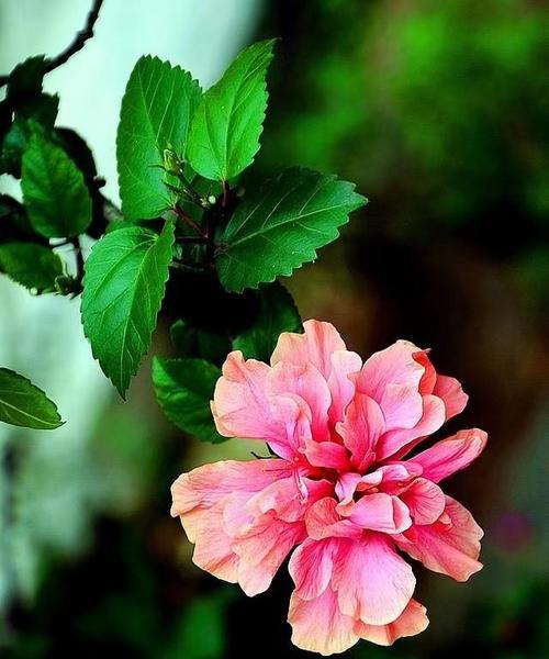 什么花的花语代表孤独？了解孤独之花的含义是什么？