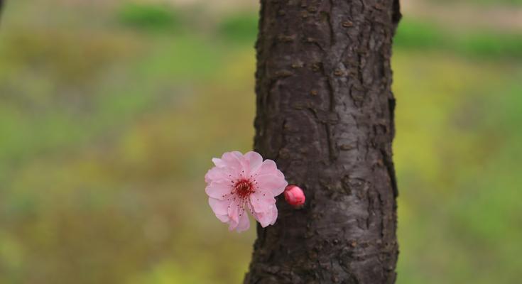 什么花的花语代表孤独和迷茫？