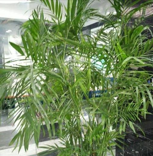 凤尾竹分盆技巧是什么？如何确保高成活率？