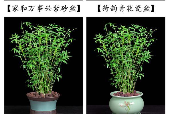 凤尾竹分盆技巧是什么？如何确保高成活率？