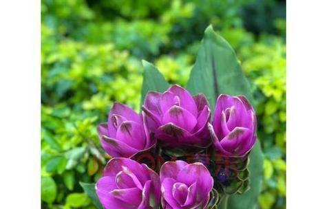 什么花的花语代表鼓励？如何用花卉传递正能量？