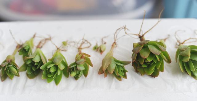 凤尾竹修根的最佳时机是什么时候？修根后如何护理？
