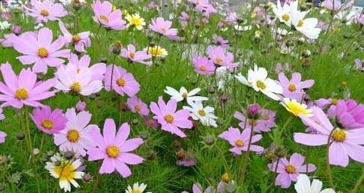 什么花代表故乡的花语？如何用花卉表达对故乡的思念？