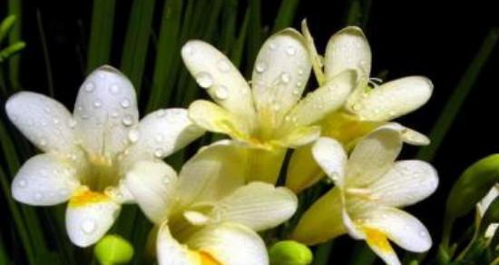 什么花代表友谊的花语？友谊花语有哪些？