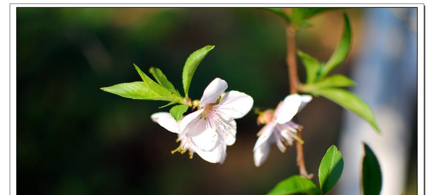 什么花代表友谊的花语？友谊花语有哪些？