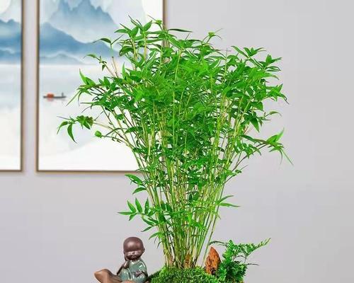 凤尾竹养护技巧有哪些？如何使其生长茂盛？